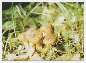 Postal stationery Belarus 1999 Mushroom