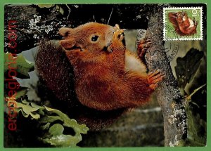 32147 - Switzerland - MAXIMUM CARD - 1966 - ANIMALS, Squirrel PRO JUVENTUTE-