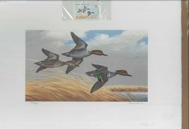 IOWA #10 1981 STATE DUCK STAMP PRINT GREEN WINGED TEAL by Brad Reece