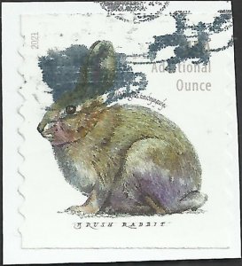 # 5545 Used Brush Rabbit
