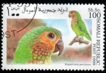 Bird, Parrot, Somalia stamp used