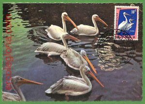 32901 - CONGO - MAXIMUM CARD - 1963 - FAUNA, BIRDS-