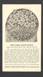 1924 POSTAL CARD ROCKFORD IL THE GREAT NORTHERN SEED CO GROWS NEW VIOLET FLOWERS