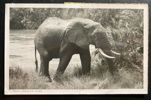 1954 Kenya RPPC Postcard Censored Message Cover To Rome Italy African Elephant