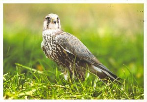 Moldova 2016 PSC birds of prey stamps with FD Cancel  Saker falcon 