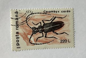 Romania 1996 Scott  4083 used - 220 l, insects, Carambyx cerdo