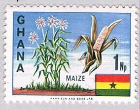 Ghana Maize (AP116411)