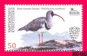 KYRGYZSTAN 2018 Nature Fauna Bird Ibisbill (Ibidorhyncha struthersii) 1v MNH