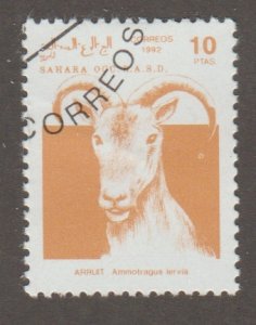 Western Sahara - Goat