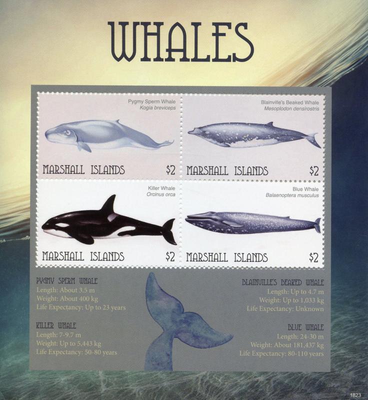 Marshall Islands 2018 MNH Whales Sperm Killer Whale 4v M/S Marine Animals Stamps 