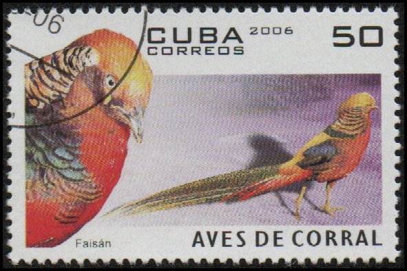 Cuba 4591 - Cto - 50c Golden Pheasant (2006) (cv $0.90)