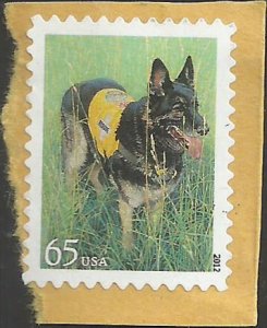 # 4607 USED RESCUE DOG