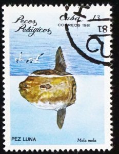 CUBA Sc# 2388  ARCHIPELAGO WILDLIFE marine fish   13c  1981 used cto