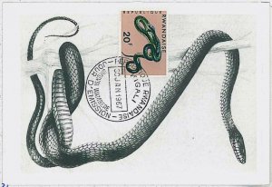 32759 - RWANDA - Postal History - MAXIMUM CARD -1967 - Fauna REPTILES snakes-