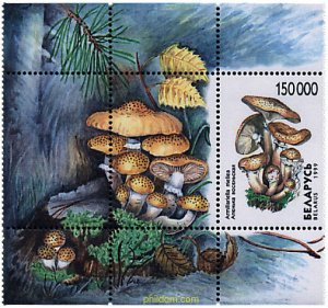 84492 MNH BIELORRUSIA 1999 SETAS