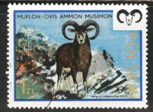 Poland Scott 1973 Used CTO 1973 Flavor caneled Mouflon stamp