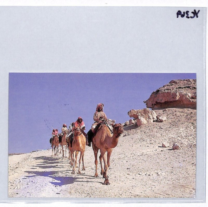 Gulf States BAHRAIN Card *BY CAMEL TRAIN* ADLIYA-MANAMA TPO 1987 Prophet YC369