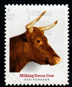 SC# 5585 - (55c) - Heritage Breeds Milking Devon, Cow - 3/10 - Used Single