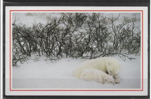 Postcard, Polar Bear and her Cub Sleep, National Geographic Issue, VF