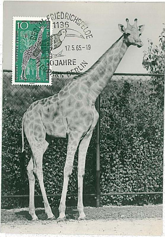 MAXIMUM CARD - POSTAL HISTORY -  Germany: Giraffes, BIRDS, TOUCAN, 1965