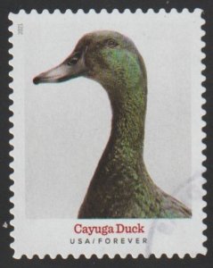 SC# 5591 - (55c) - Heritage Breeds Cayuga Duck - 9/10 - Used Single