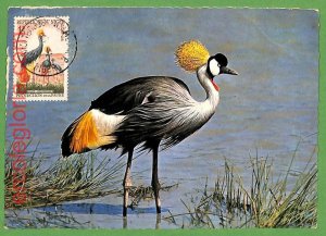 32899 - NIGER - MAXIMUM CARD - FAUNA, BIRDS-