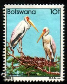 Bird, Yellow-Billed Storks, Botswana SC#311 used