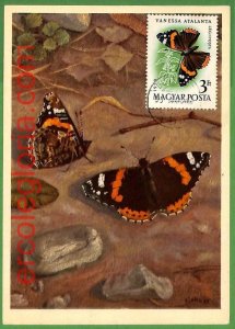 32406 - Hungary - MAXIMUM CARD - Butterflies-