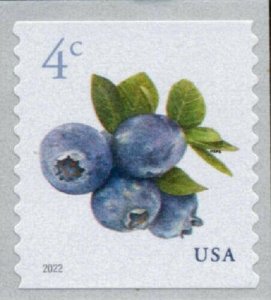 2022 4c Watercolor Cluster of Blueberries & Leaves, Coil Scott 5653 Mint F/VF NH