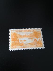 Newfoundland sc C14 mng