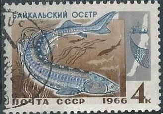 Russia 3241 (used) 4k sturgeon (1966)