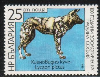 Lycaon Pictus, African Wild Dog, Bulgaria stamp SC#3331 used