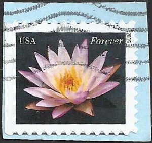 # 4964 Used Pale Pink Water Lily