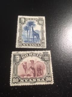 Nyassa sc 32,34 MHR animal