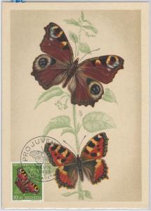 52708  - SWITZERLAND -  MAXIMUM CARD - 1955  PRO JUVENTUTE Butterflies