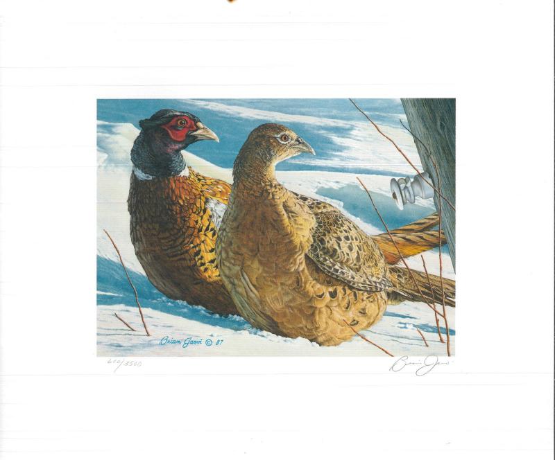 MINNESOTA #5U 1987 STATE PHEASANT  STAMP PRINT by Brian Jarvi