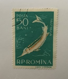 Romania 1957  Scott  1197 used - 50b, wildlife,  Sturgeon, fish