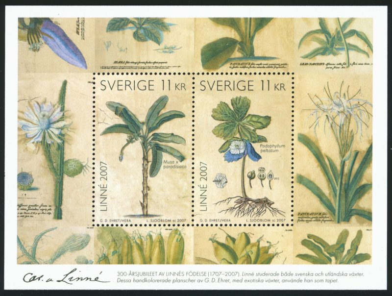 SWEDEN Sc 2561 MNH S/S of 2 - 2007 11k - Botanical Illustrations By George Ehret