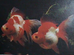 CHINA-LOVELY BEAUTIFUL WORLD FAMOUS GOLD FISH COMMEMORATIVE MNH S/S VF