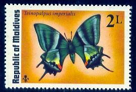 Butterfly Teoinopalpus imperialis, Maldives Islds SC#585 MNH