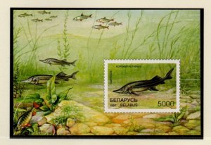 Belarus Sc 208 1997 Fish stamp sheet mint NH