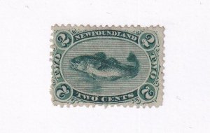 NEWFOUNDLAND # 24 VF-MLH 2cts CODFISH GREEN CAT VALUE $150 KIMSS30 STAMPS