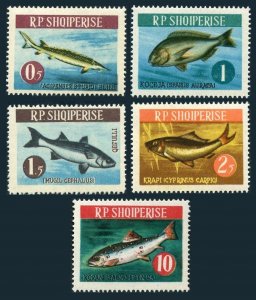 Albania 716-719,721,MNH.Michel 809-812,814. Fish 1964.Sturgeon,Gilt-head,Mullet,