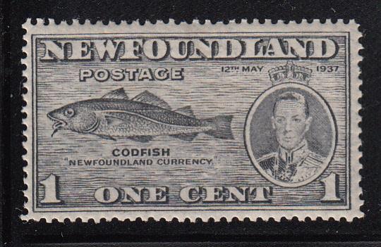 Newfoundland 1937 MNH Scott #233 1c Codfish