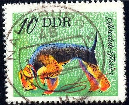 Dog, Airedale Terrier, DDR stamp SC#1750 used