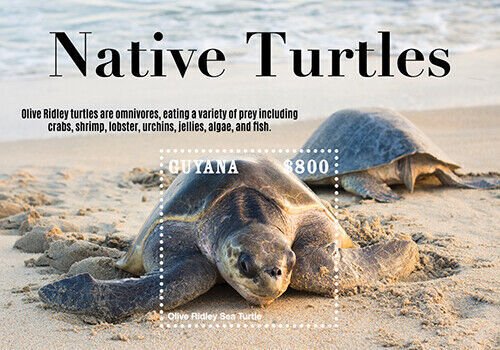 2021/09 - GUYANA - NATIVE TURTLES          1V  complet set    MNH ** TA