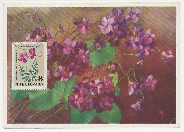 Maximum card Bulgaria 1963 Flower