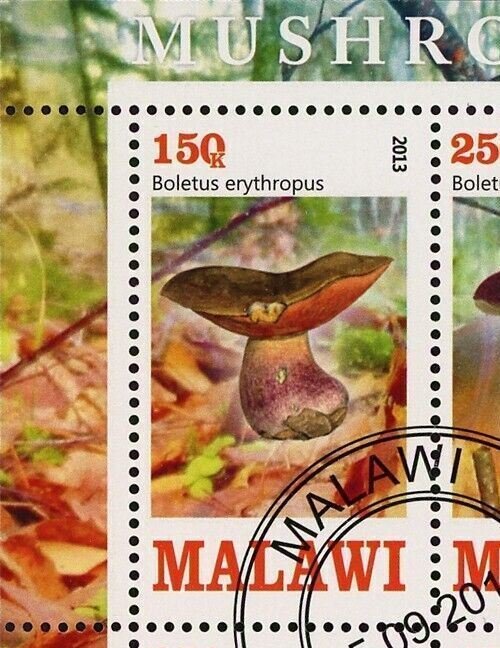 Malawi Mushroom Boletus Pinicola Fungus Souvenir Sheet of 4 Stamps