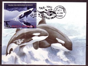Romania, Kill;er Whale Maxicard / 1993