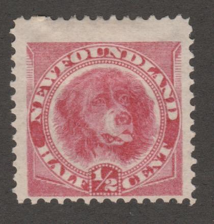 Newfoundland dog